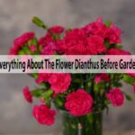 Know Everything About The Flower Dianthus